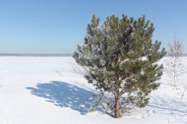 Kışın Sibirya, Rusya hoarfrost içinde çam