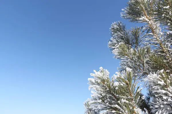 Gałęzie sosnowe w mróz na tle niebieskiego nieba w zimie — Zdjęcie stockowe