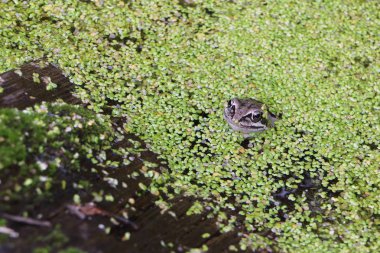 Bir duckweed arasında Bataklıkta kurbağa