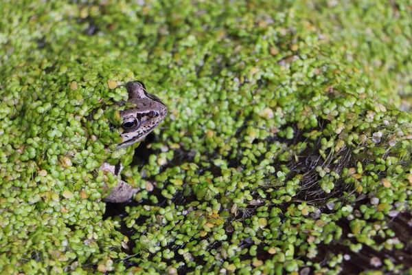 Sapo no pântano entre uma erva daninha — Fotografia de Stock