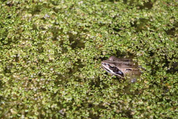 Žába v bažinách mezi Okřehek — Stock fotografie