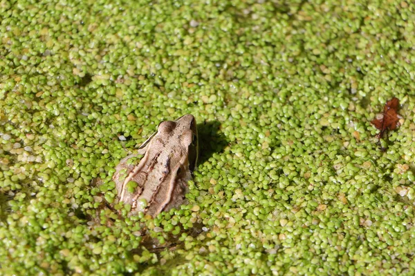 Sapo no pântano entre uma erva daninha — Fotografia de Stock