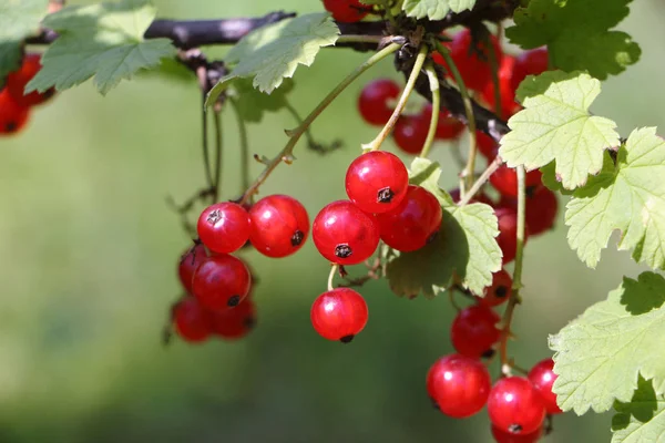 Ягоди червоної смородини на гілці в саду — стокове фото