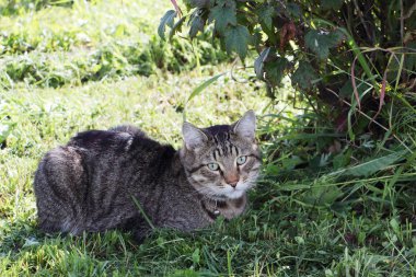 Gri stenografi sokak kedi çalıların arasında gölgede yalan