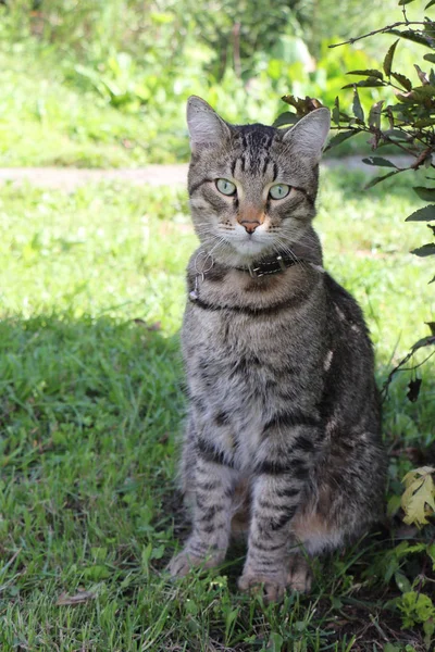 Graue Kurzhaar-Straßenkatze sitzt im Schatten von Büschen — Stockfoto