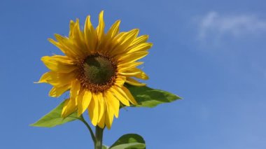 Rüzgara karşı arka plan mavi gökyüzü ve bulutlar üzerinde sallayarak ayçiçeği 
