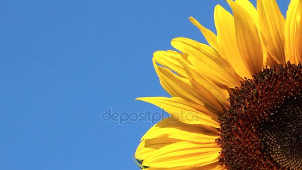 Girasol temblando en el viento sobre el fondo del cielo azul — Vídeos de Stock