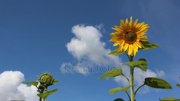 Girasol temblando en el viento sobre el fondo del cielo azul y las nubes — Vídeos de Stock