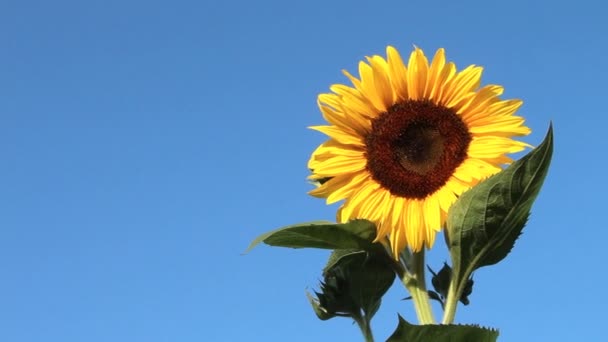 Sunflower shaking on wind against the background of the blue sky — Stock Video