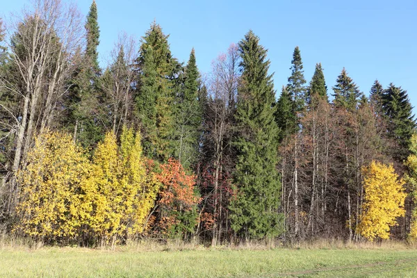 Деревья на поляне в осеннем лесу — стоковое фото
