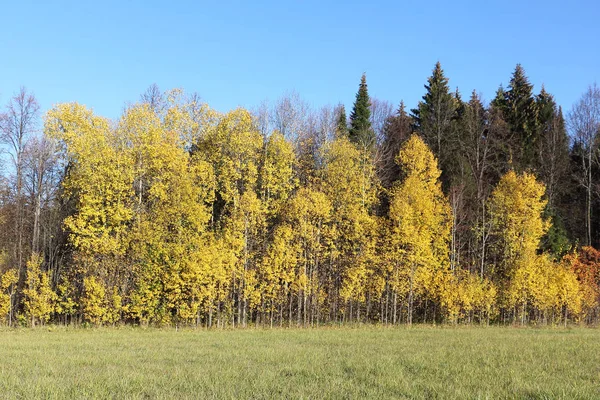 Желтые осины и зеленые ели на поляне в лесу в — стоковое фото