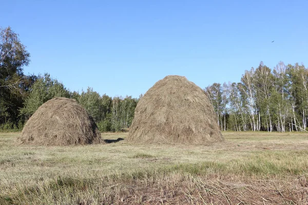 Haystack standing on a slanted field against the blue sky — Stock Photo, Image