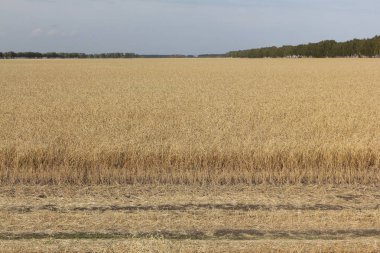 Altın buğday alan sonbahar gökyüzüne karşı