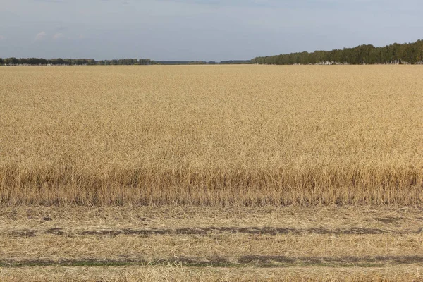 Campo de trigo dourado contra o céu no outono — Fotografia de Stock