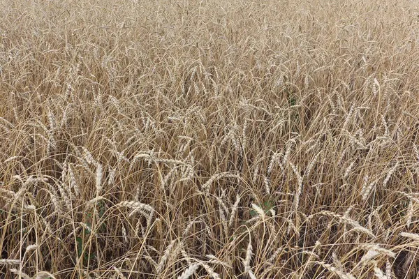 Campo de trigo dourado no outono — Fotografia de Stock