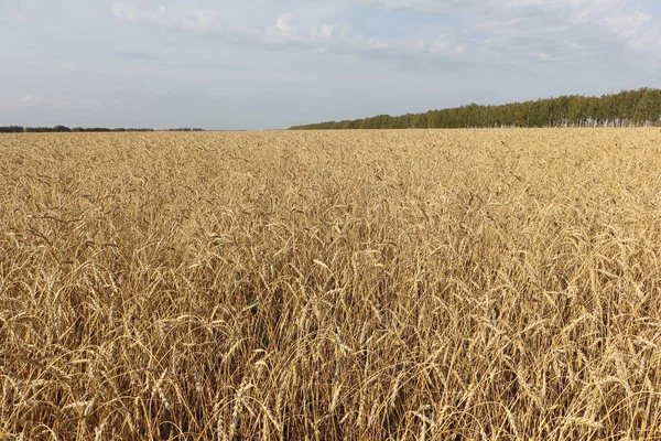 Campo de trigo dourado contra o céu no outono — Fotografia de Stock