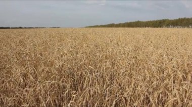 Altın buğday alan sonbahar gökyüzüne karşı