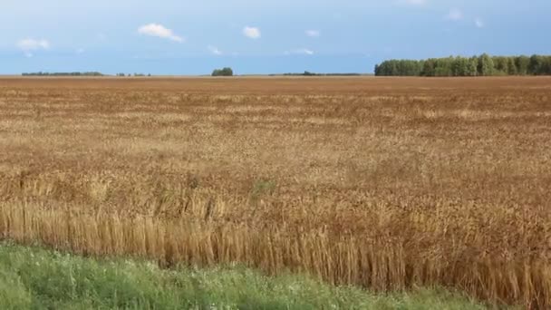 Zlaté pšeničné pole proti obloze na podzim — Stock video