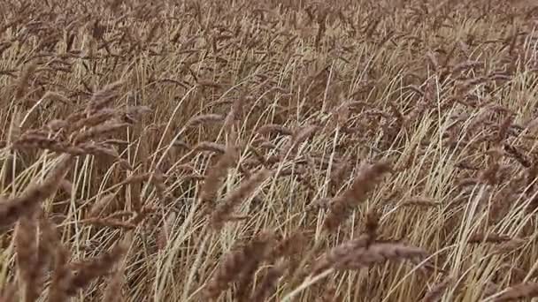 Orejas doradas de trigo balanceándose en el viento en el otoño — Vídeos de Stock