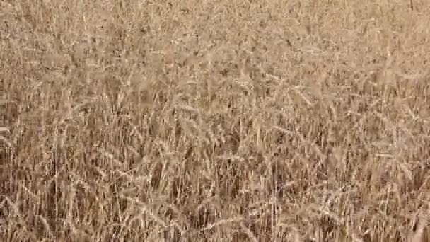 Orejas doradas de trigo balanceándose en el viento en el otoño — Vídeo de stock