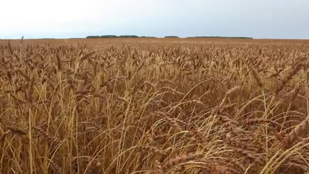 Campo di grano dorato contro il cielo in autunno — Video Stock