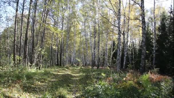 Viento soplando hojas amarillas de árboles en el bosque en otoño — Vídeo de stock