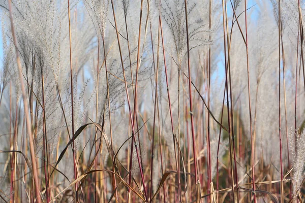 Feather grass, natural background — Stock Photo, Image