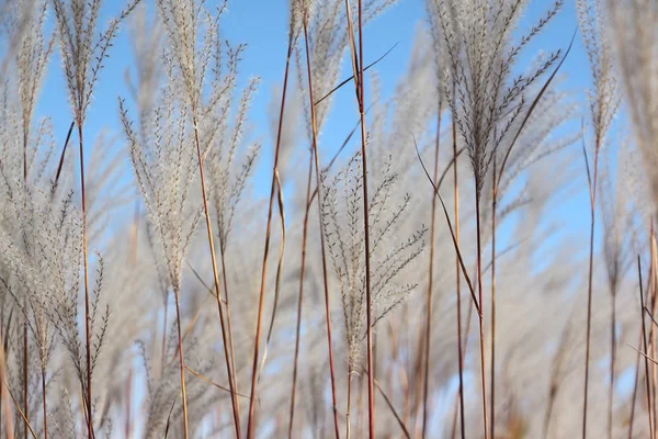 Перьевая трава на фоне голубого неба — стоковое фото