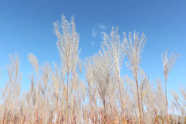Перьевая трава на фоне голубого неба осенью — стоковое фото