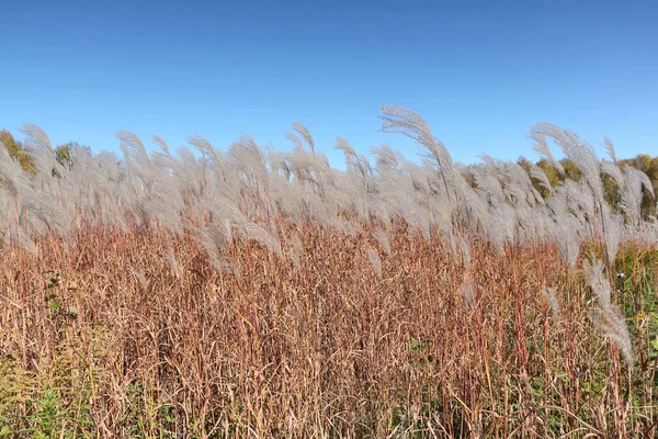 Перьевая трава на фоне неба и деревьев — стоковое фото