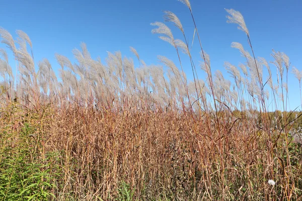 Перьевая трава на фоне голубого неба осенью — стоковое фото