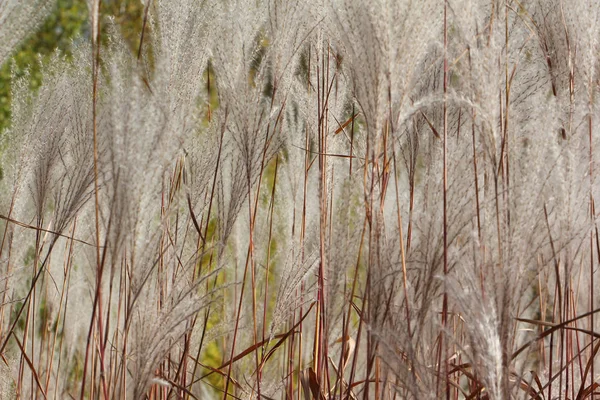 Перьевая трава, природный фон — стоковое фото