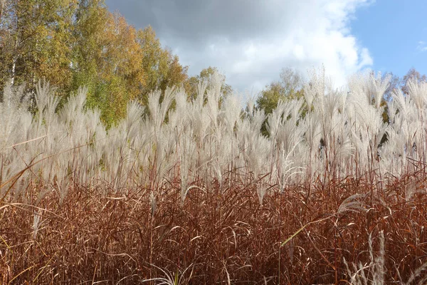 Herbe de plumes sur le fond du ciel et des arbres — Photo