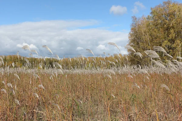 Перьевая трава против неба и деревьев осенью — стоковое фото