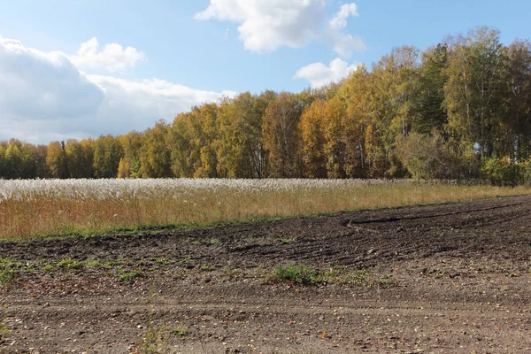 Karşı tüy çim gökyüzü ve ağaçlarda sonbahar