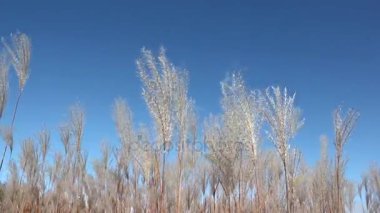 Rüzgara karşı mavi gökyüzünün sonbaharda sallayarak bir tüy ot takip ediyor 