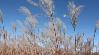 Rüzgar, doğal arka plan sallayarak bir tüy ot takip ediyor 