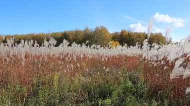 Sonbaharda rüzgara karşı gökyüzü ve ağaçlar üzerinde sallayarak bir tüy ot takip ediyor 