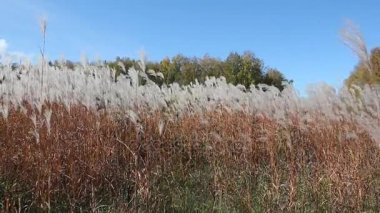 Sonbaharda rüzgara karşı gökyüzü ve ağaçlar üzerinde sallayarak bir tüy ot takip ediyor 