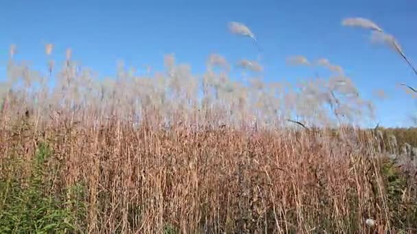 Stjälkar en fjäder gräs skakar på vinden mot himmel och träd i höst — Stockvideo