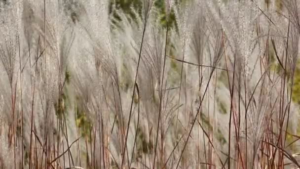 茎在自然背景下的风摇动的羽毛草 — 图库视频影像
