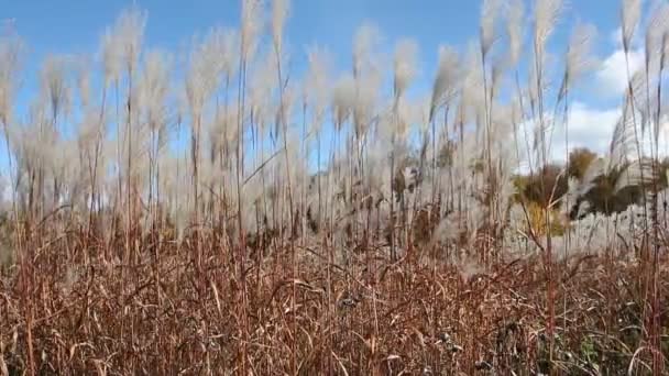 Stjälkar en fjäder gräs skakar på vinden mot himmel och träd i höst — Stockvideo