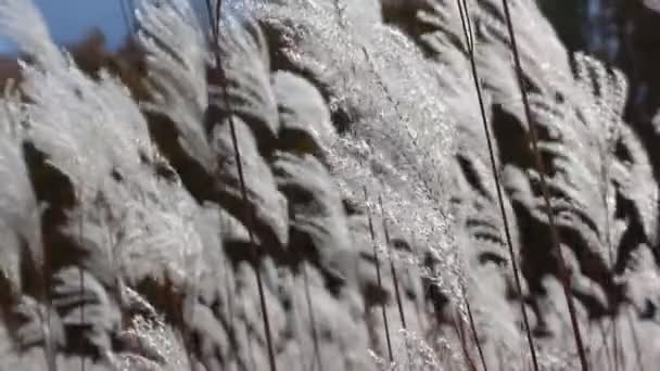 Tiges une herbe de plumes tremblant sur le vent contre des arbres dans la lumière arrière — Video
