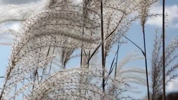 백 라이트에서 나무에 대 한 바람에 떨고 깃털 잔디의 줄기 — 비디오