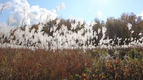 Закидає пір'яну траву, що тремтить на вітер проти дерев на задньому світлі — стокове відео