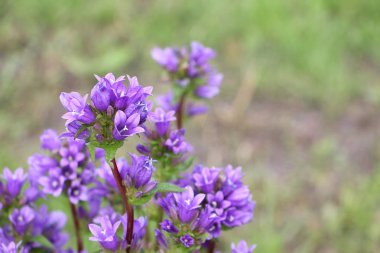 Bellflower yeşil çim bir arka plan üzerinde küme