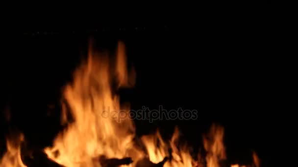 Bonfire burning on a dark background at night — Stock Video