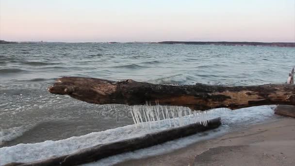 Tronco Con Carámbanos Río Helado Otoño Embalse Siberia Rusia — Vídeos de Stock