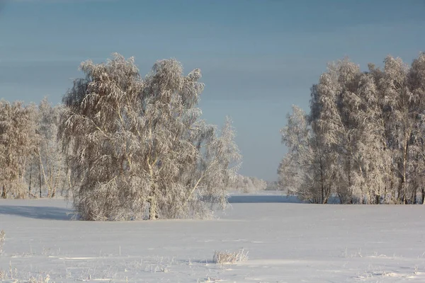 Birken im Frost auf einer verschneiten Lichtung im Winter — Stockfoto