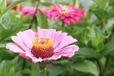 Yeşil çim bir arka plan karşı bir zinnia pembe çiçek 